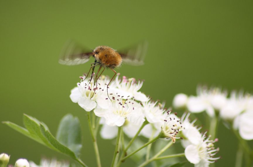 Bombylius cf. major